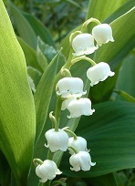 lily of the valley